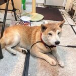 遛狗遇雷擊害毛孩嚇跑　飼主疏忽挨罰3000元