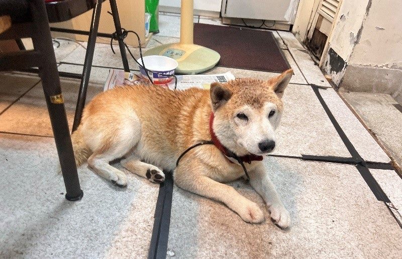 遛狗遇雷擊害毛孩嚇跑 飼主疏忽挨罰3000元