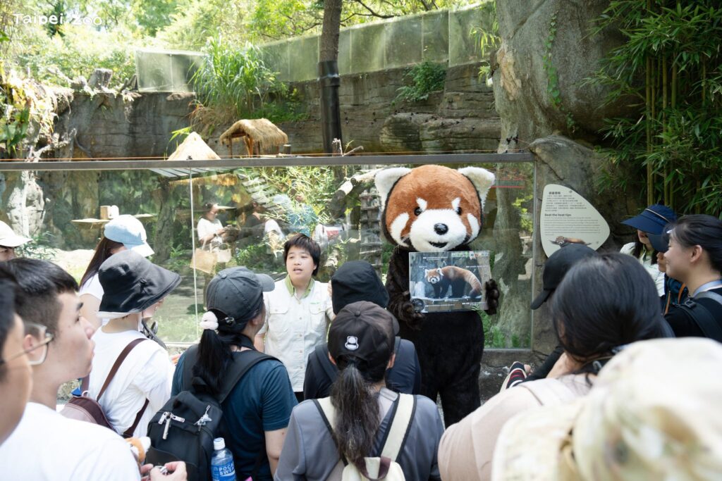 國際小貓熊日　相約北市動物園守護紅精靈