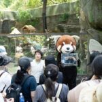 國際小貓熊日　相約北市動物園守護紅精靈