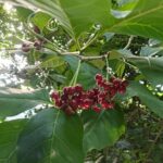 罕見止宮樹結果　台北植物園飄秋意