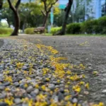 駛入金色時光隧道！敦化南路欒樹盛開　為秋日台北披上黃金甲