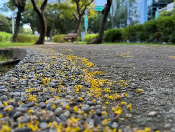 駛入金色時光隧道！敦化南路欒樹盛開　為秋日台北披上黃金甲