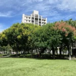 金黃欒花迎秋盛放　中市建設局邀市民共賞繽紛花景