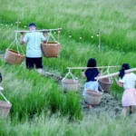 秋收體驗「關渡那麼田」　運動會、音樂會感受土地魅力