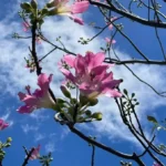 秋分花影醉人心　美人樹綻放妝點台北街景