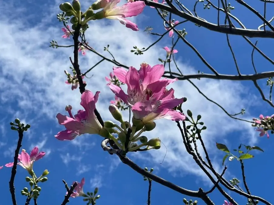 秋分花影醉人心　美人樹綻放妝點台北街景