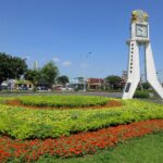 來自天使花的祝福　北投道路綠意顧眼睛