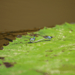 小精靈表演點水秀-永春陂公園成蜻蜓天堂