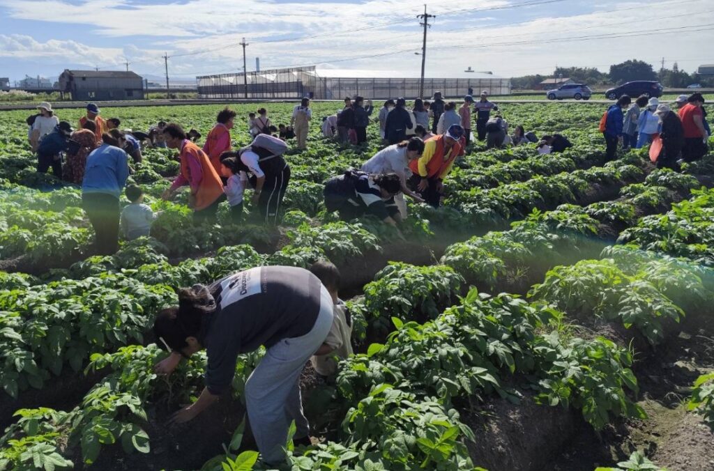洋芋控別錯過!　-農業局輔導后里「薯意聯合」嘉年華10/4登場
