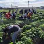 洋芋控別錯過!　-農業局輔導后里「薯意聯合」嘉年華10/4登場