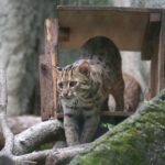 響應石虎日　北市動物園辦快閃、特映會守護台灣珍寶