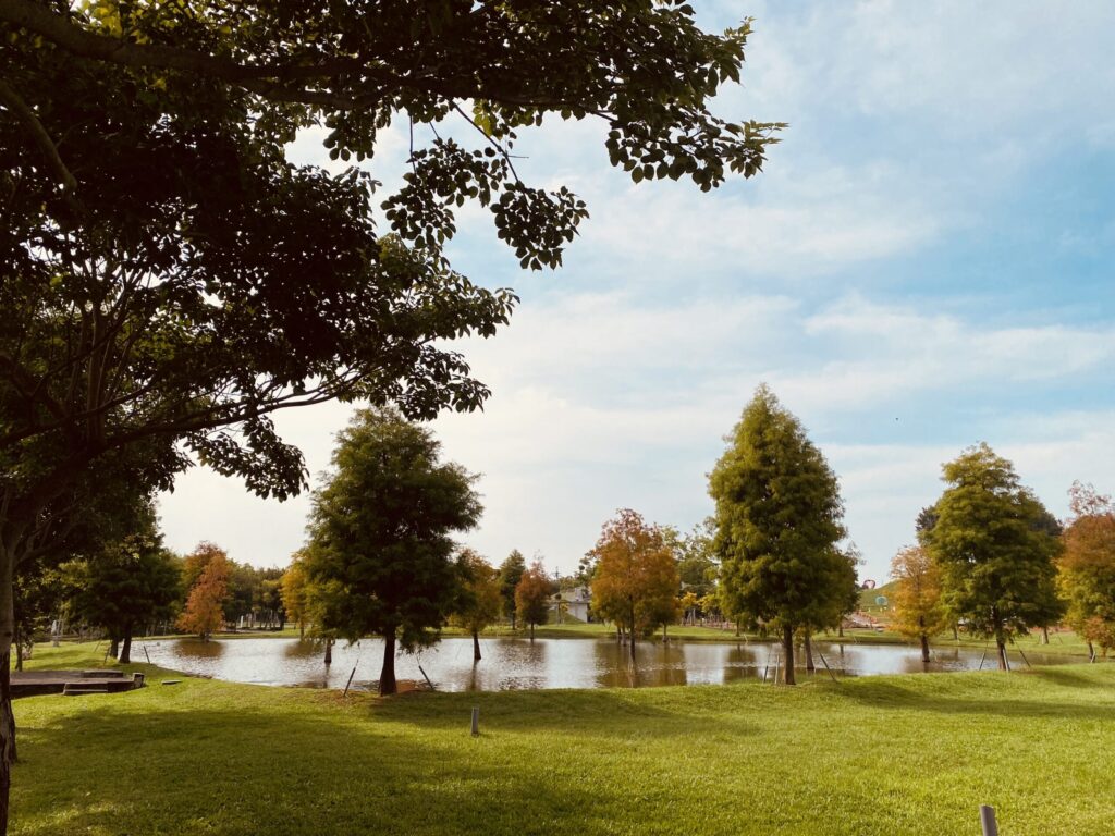 秋意漸濃！后里環保公園落羽松、黃波斯交織如畫　網友驚呼「全爆開了」！