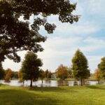 秋意漸濃！后里環保公園落羽松、黃波斯交織如畫　網友驚呼「全爆開了」！