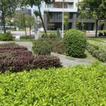 暗香湧動！北市景勤一號公園香草園　打造都市中的療癒綠洲