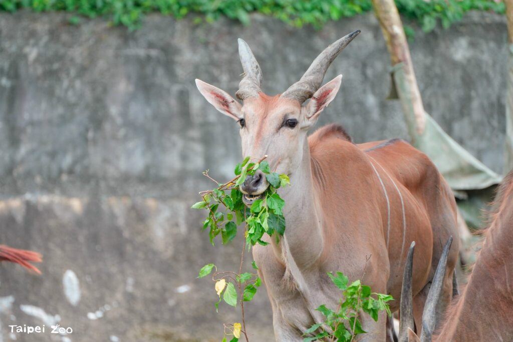 北市動物園111周年慶　邀您一起參與「野性再現」行動