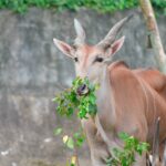 北市動物園111周年慶　邀您一起參與「野性再現」行動