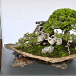 限時4天！士林官邸「漢風盆景展」快閃　百年樹齡珍稀盆景一次看