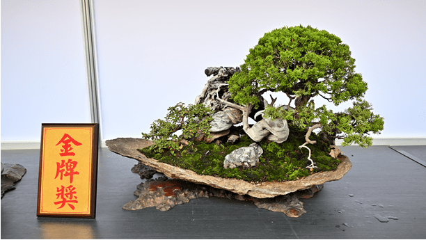 限時4天！士林官邸「漢風盆景展」快閃　百年樹齡珍稀盆景一次看