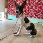 愛不止步！嘉義市攜手米克斯寵物友善餐廳打造幸福認養新據點