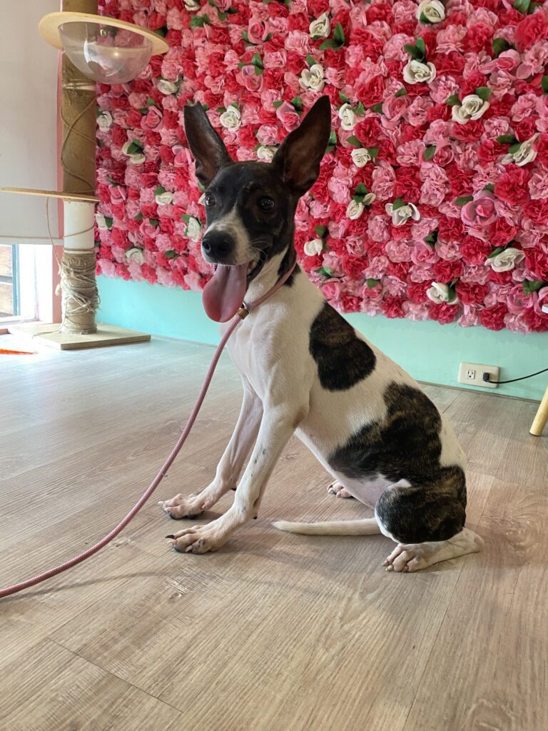 愛不止步！嘉義市攜手米克斯寵物友善餐廳打造幸福認養新據點