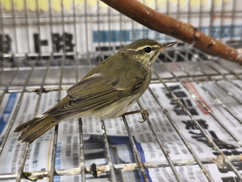 罕見過境候鳥「極北柳鶯」迷航 現身林口街頭 新北動保處救助再起航