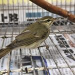 罕見過境候鳥「極北柳鶯」迷航　現身林口街頭　新北動保處救助再起航