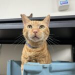 橘貓「芬達」因主人身故流落街頭　北市動保處助牠延續浪愛