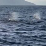 宜蘭外海風浪雖不平靜　抹香鯨群現身龜山島