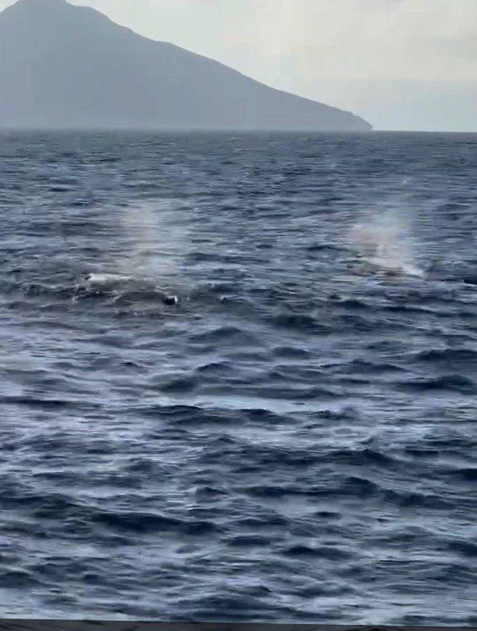 宜蘭外海風浪雖不平靜　抹香鯨群現身龜山島