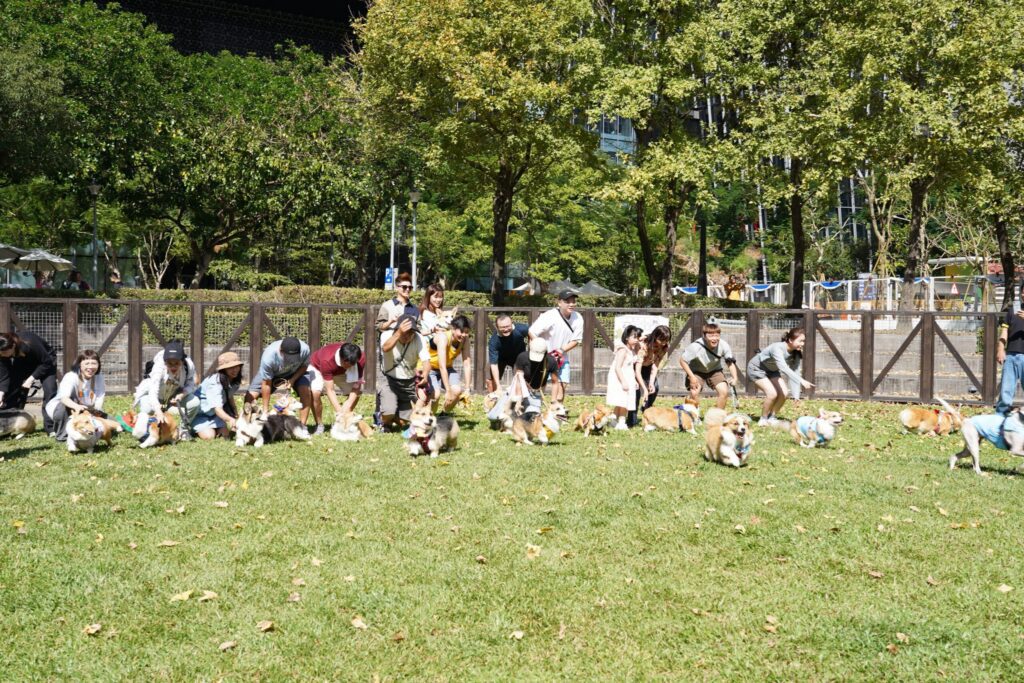 柯基萌犬信義廣場pk 台北狗狗嘉年華免費疫苗開打