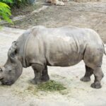 遊客通報白犀牛倒地　台北動物園38歲「犀慧」搶救不治