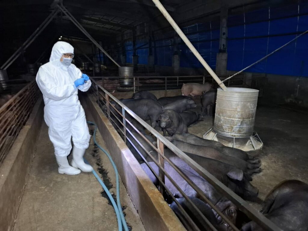 養豬場疑似非洲豬瘟　中市府：啟動四大防疫措施-全力配合農業部防疫