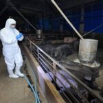 養豬場疑似非洲豬瘟　中市府：啟動四大防疫措施-全力配合農業部防疫