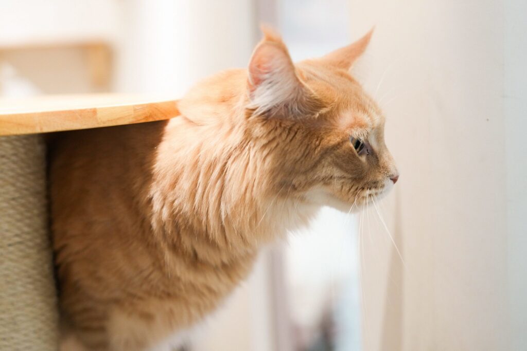 璽玥生醫-jadever-毛孩營養補給新選擇