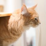 璽玥生醫-jadever-毛孩營養補給新選擇