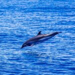 成功鎮公所推出運動旅遊觀光遊程　-串聯三仙台馬拉松-打造最美山海慢旅