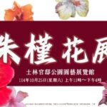 只開一天！士林官邸「朱槿花展」綻放千朵美景　錯過再等一年