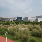 中央公園五節芒草花季登場　邀市民秋日賞花野餐享悠閒時光