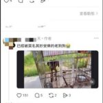 網傳動保不實圖片與指控　嘉市府：不實訊息影射將依法追究