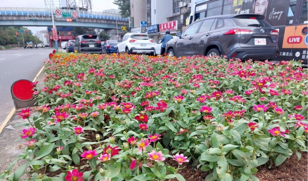開車行路好心情　百日草點亮台北分隔島