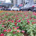 開車行路好心情　百日草點亮台北分隔島