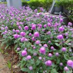 小名圓仔花　千日紅遠觀近看兩相宜