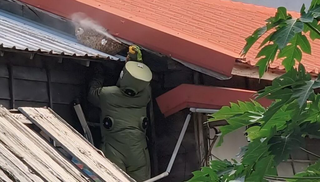 防範秋「蜂」危機！關山警分局即時除蜂-提醒民眾防蜂重於除蜂