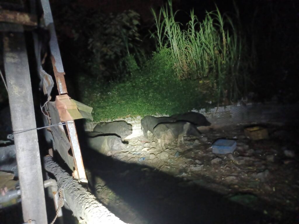 太平山豬場4件環境糞便採樣-初篩非洲豬瘟陰性