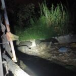 太平山豬場4件環境糞便採樣-初篩非洲豬瘟陰性