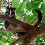 走訪上新莊　公園串連城市綠意　一座讓白鼻心出沒湊熱鬧的自然綠洲