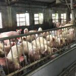 宜蘭縣即日起全面禁止廚餘養豬