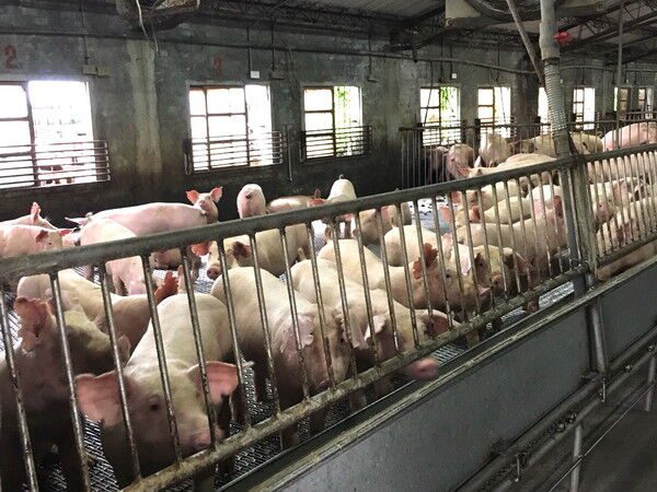 宜蘭縣即日起全面禁止廚餘養豬