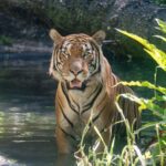 北市動物園新嬌客！新加坡馬來虎「arhaa」檢疫期滿　熱帶雨林區亮相
